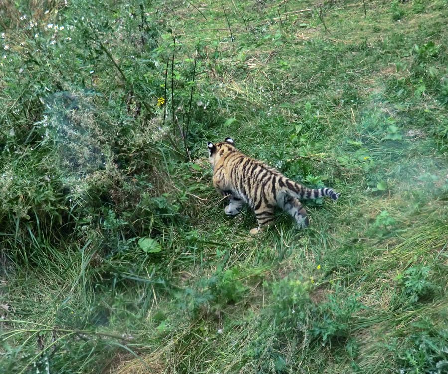 Sibirischer Tiger Jungtier im Wuppertaler Zoo am 30. August 2012