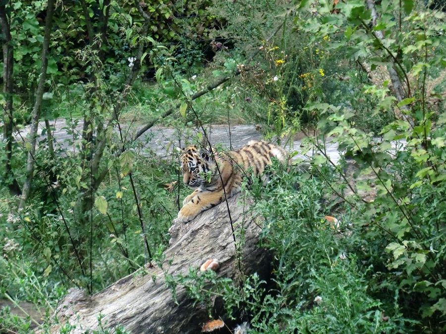 Sibirischer Tiger Jungtier im Zoologischen Garten Wuppertal am 30. August 2012