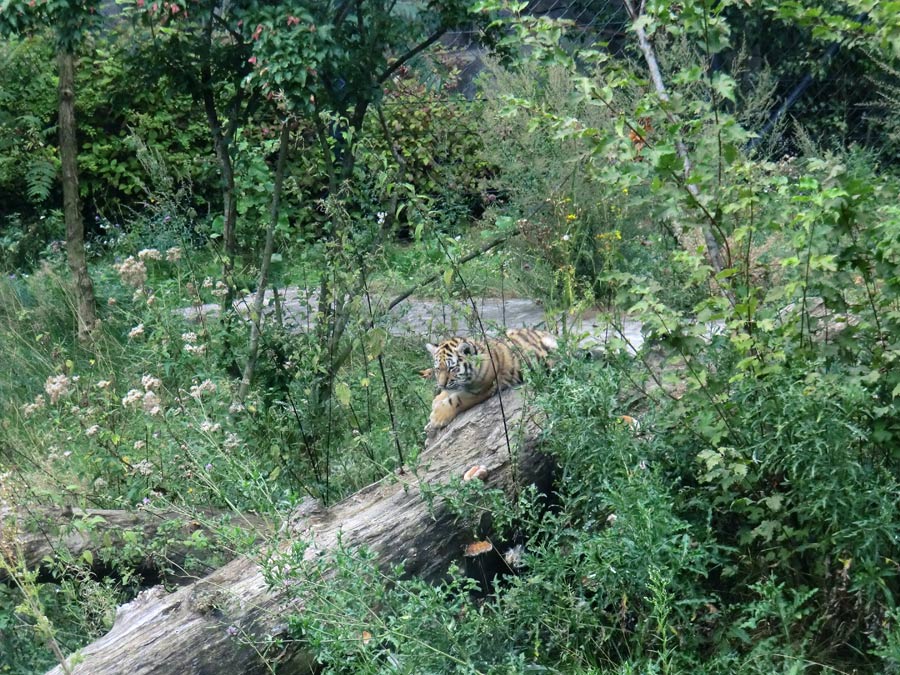 Sibirischer Tiger Jungtier im Wuppertaler Zoo am 30. August 2012