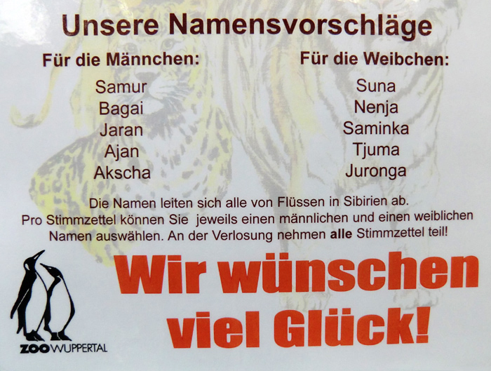 Namensvorschläge für die Sibirischen Tigerjungtiere im Wuppertaler Zoo