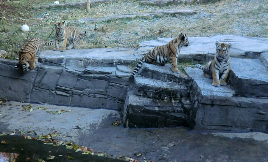 Sibirische Tigerjungtiere im Zoo Wuppertal am 28. Oktober 2012