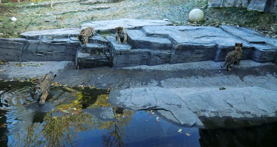 Sibirische Tigerjungtiere im Zoologischen Garten Wuppertal am 28. Oktober 2012