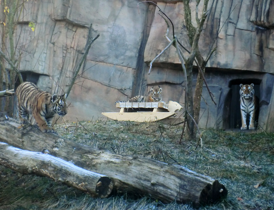 Sibirische Tigerjungtiere im Wuppertaler Zoo am 28. Oktober 2012