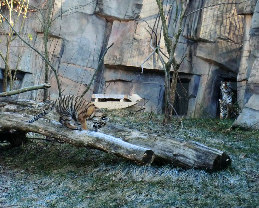 Sibirische Tiger im Zoo Wuppertal am 28. Oktober 2012
