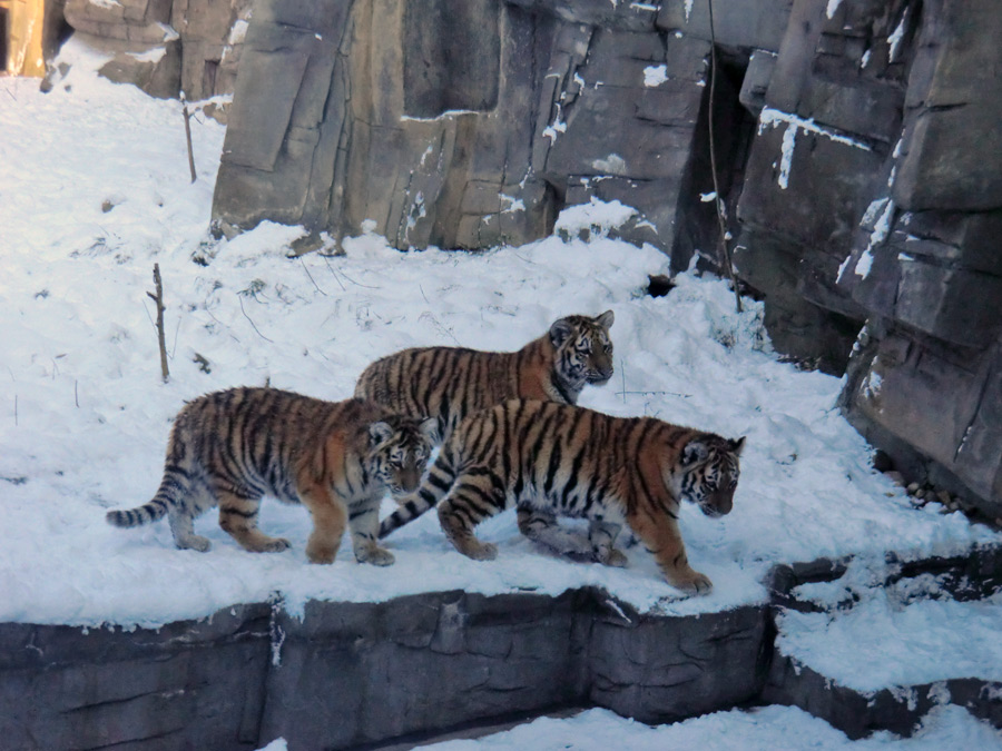 Sibirische Tigerjungtiere im Zoologischen Garten Wuppertal am 8. Dezember 2012