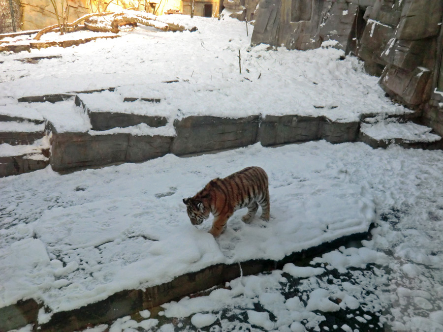 Sibirische Tigerjungtiere im Zoologischen Garten Wuppertal am 8. Dezember 2012