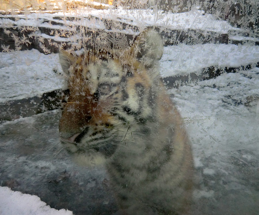 Sibirische Tigerjungtiere im Zoo Wuppertal am 8. Dezember 2012