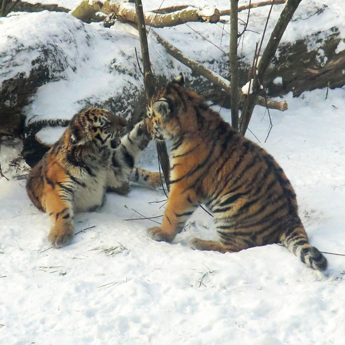 Sibirische Tigerchen im Schnee im Wuppertaler Zoo am 8. Dezember 2012