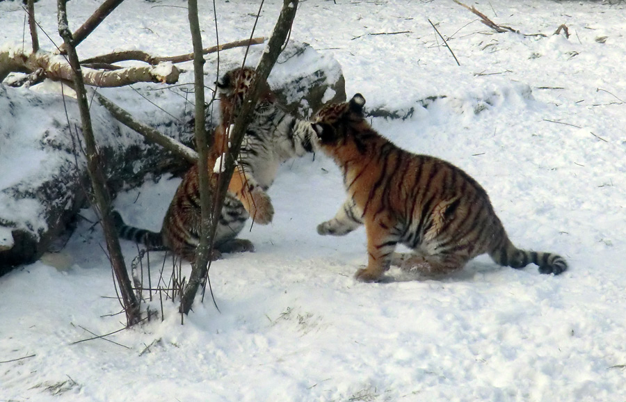 Sibirische Tigerjungtiere im Wuppertaler Zoo am 8. Dezember 2012