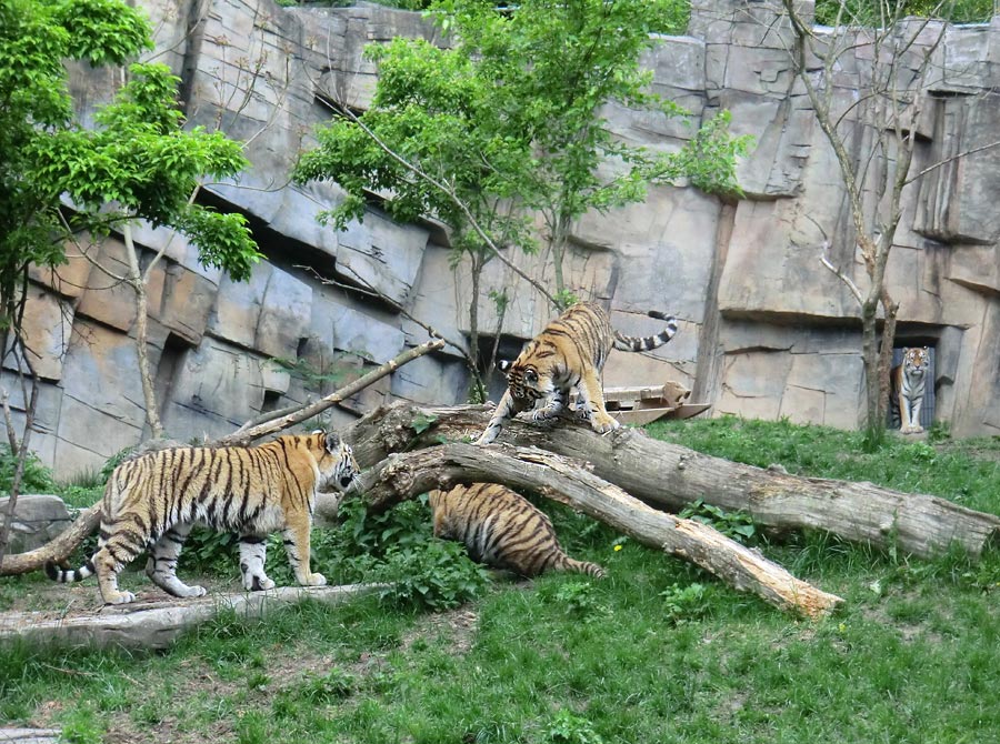 Sibirische Tiger im Zoologischen Garten Wuppertal im Mai 2013