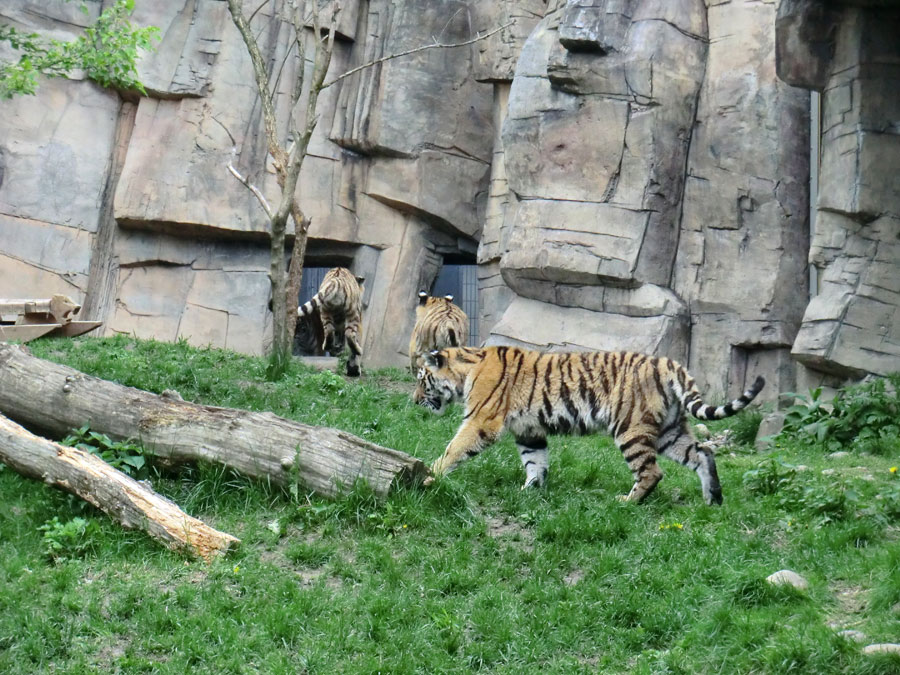Sibirische Tiger im Zoologischen Garten Wuppertal im Mai 2013