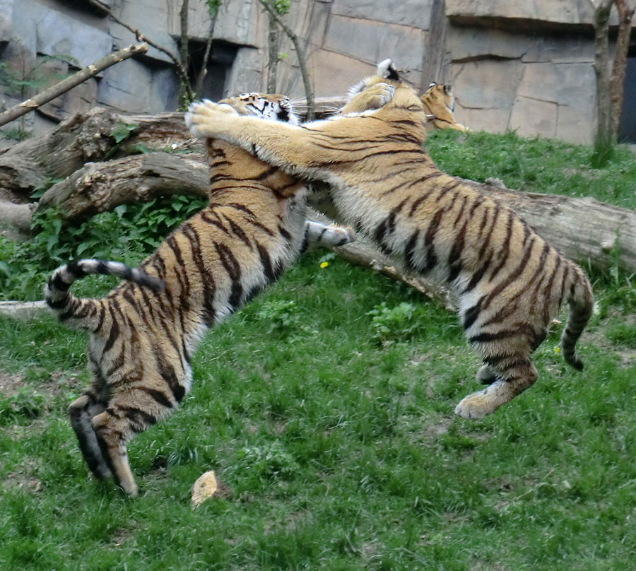 Sibirische Tiger im Wuppertaler Zoo im Mai 2013