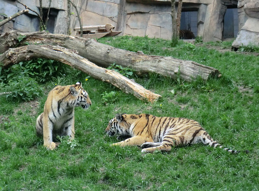 Sibirische Tiger im Zoo Wuppertal im Mai 2013