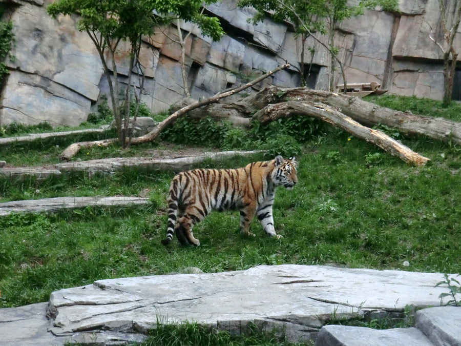 Sibirischer Tiger im Zoologischen Garten Wuppertal im Mai 2013