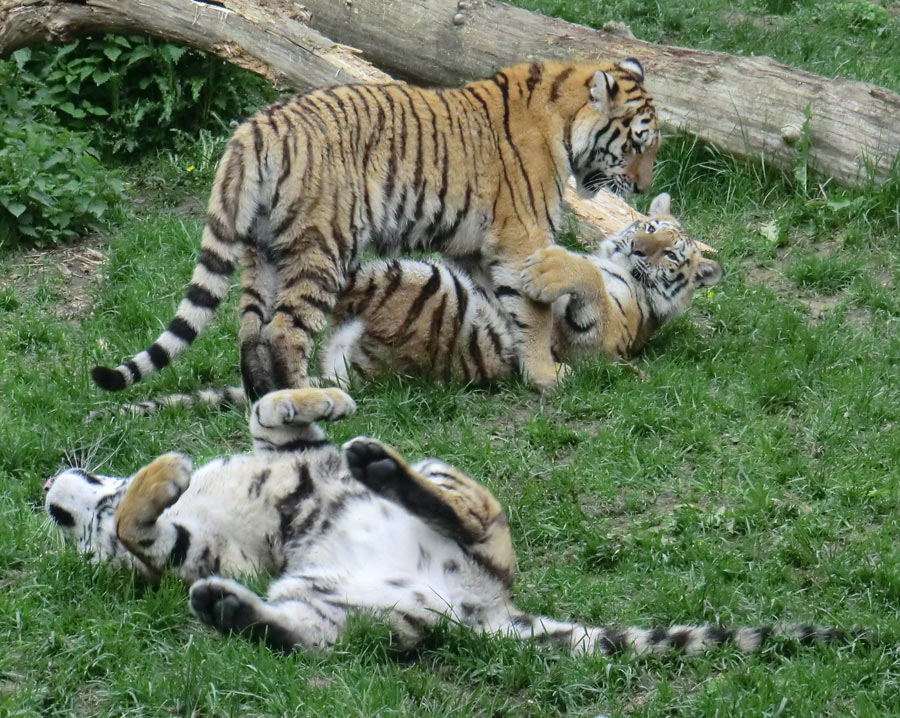 Sibirische Tiger im Wuppertaler Zoo im Mai 2013