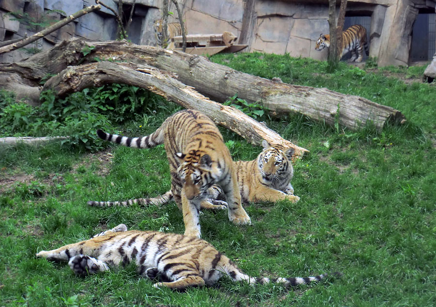 Sibirische Tiger im Zoo Wuppertal im Mai 2013