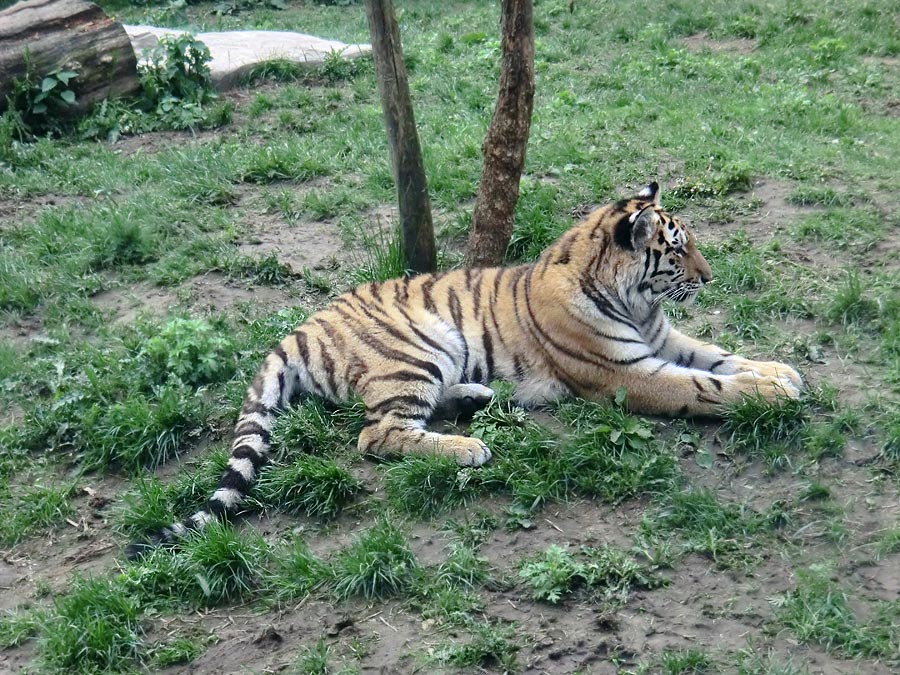 Sibirischer Tiger im Wuppertaler Zoo im Mai 2013