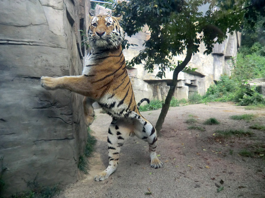 Sibirischer Tiger MANDSCHU im Zoo Wuppertal im August 2013
