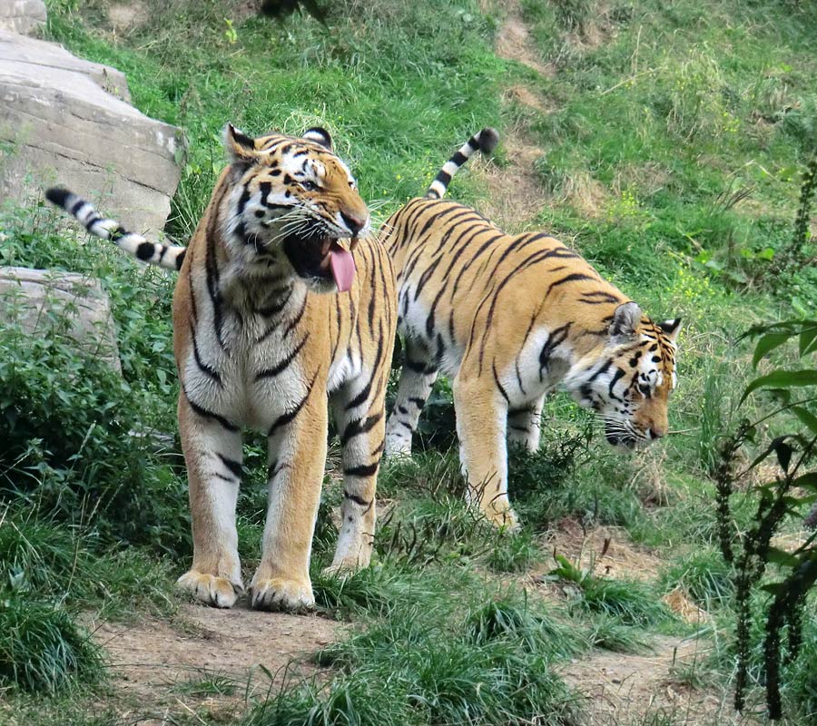 Sibirische Tiger MANDSCHU und WASSJA im Zoologischen Garten Wuppertal im August 2013