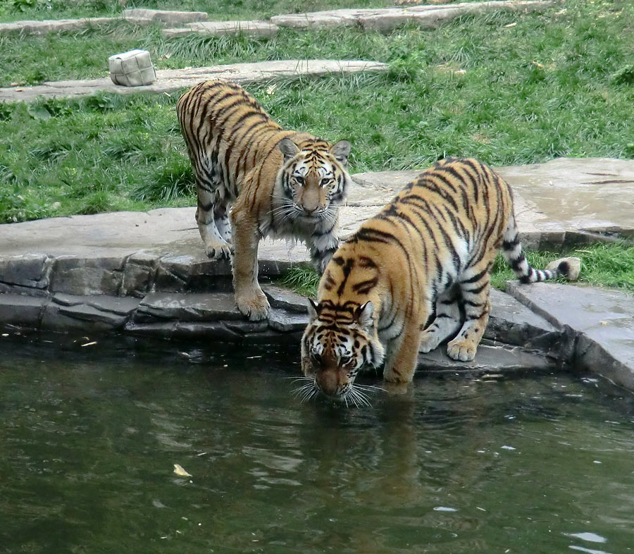 Sibirische Tiger Jungtiere im Wuppertaler Zoo am 13. September 2013