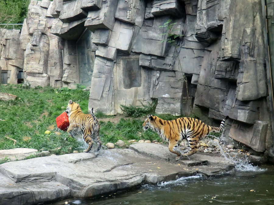 Sibirische Tiger Jungtiere im Zoologischen Garten Wuppertal am 13. September 2013