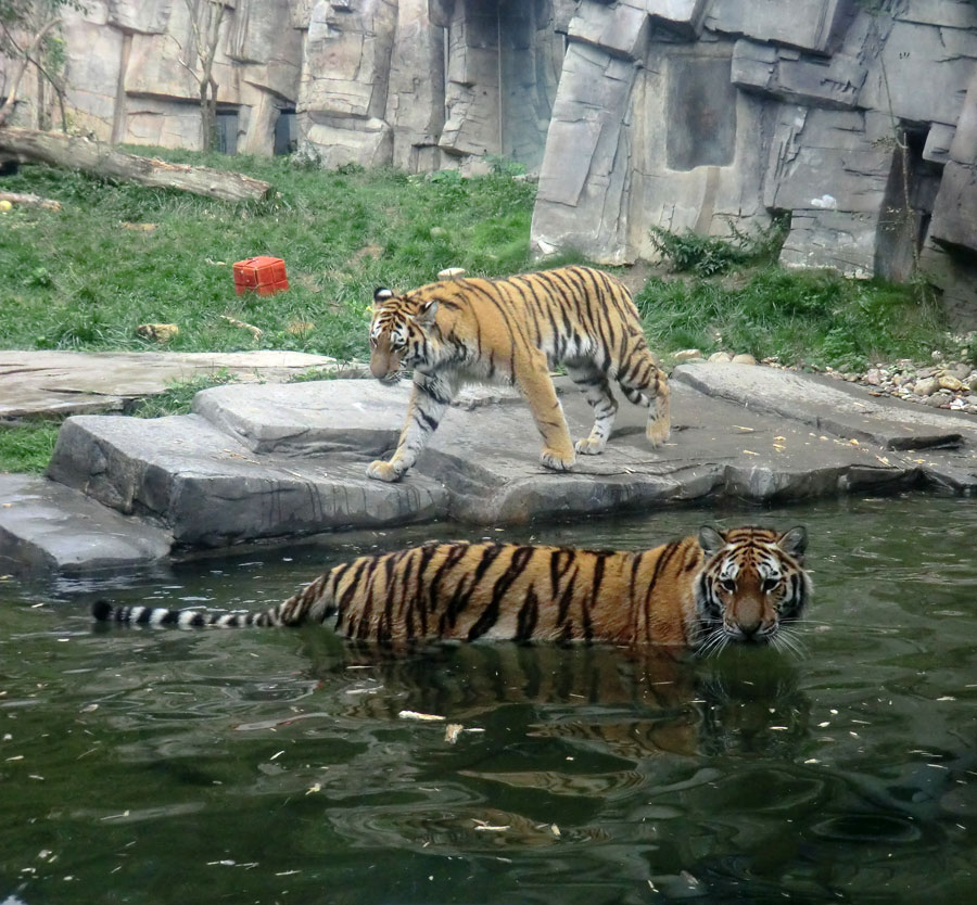 Sibirische Tiger Jungtiere im Zoo Wuppertal am 13. September 2013
