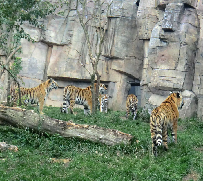 Vier Sibirische Tiger-Jungtiere mit Tiger-Mutter MYMOZA im Wuppertaler Zoo am 13. September 2013