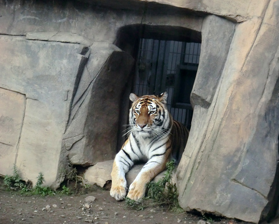 Sibirische Tigerin MYMOZA im Zoologischen Garten Wuppertal am 23. September 2013