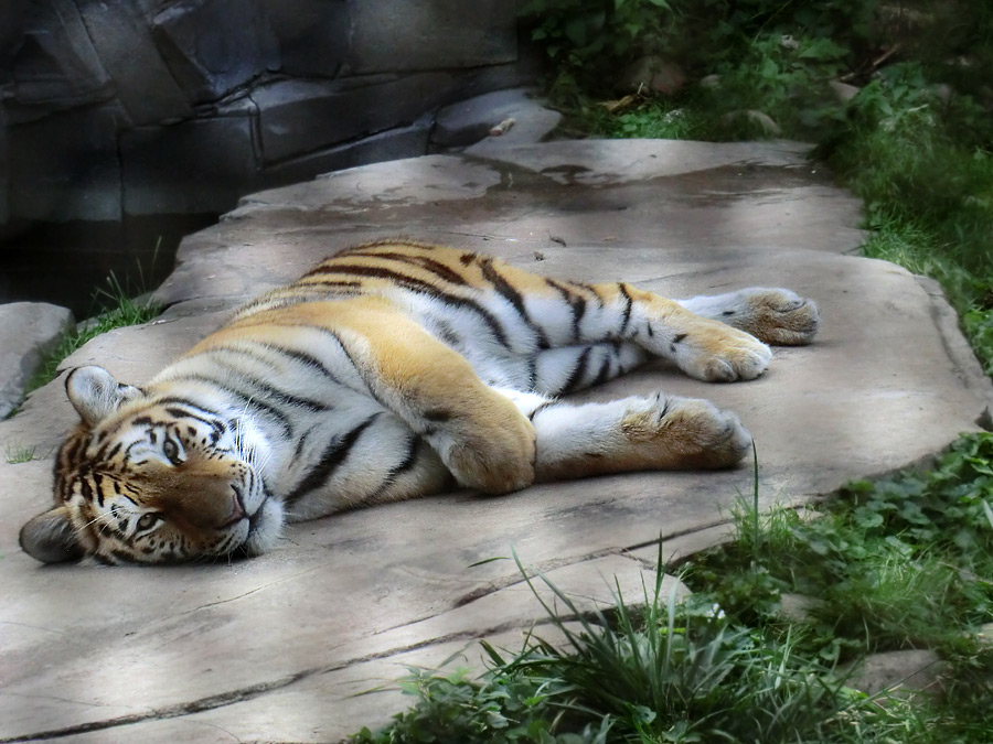 Sibirisches Tiger-Jungtier im Zoo Wuppertal am 23. September 2013