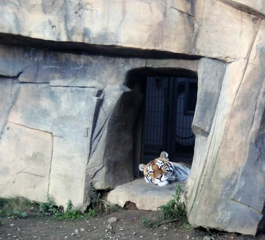 Sibirische Tigerin MYMOZA im Wuppertaler Zoo am 23. September 2013