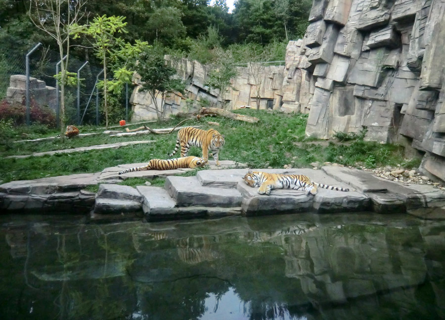Sibirische Tiger im Zoo Wuppertal am 23. September 2013