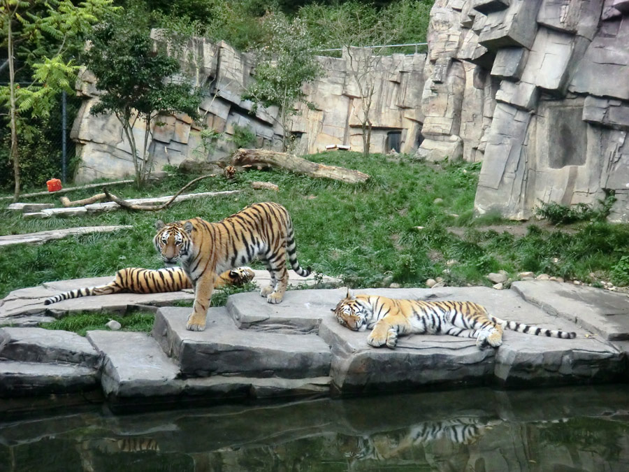 Sibirische Tiger im Zoologischen Garten Wuppertal am 23. September 2013