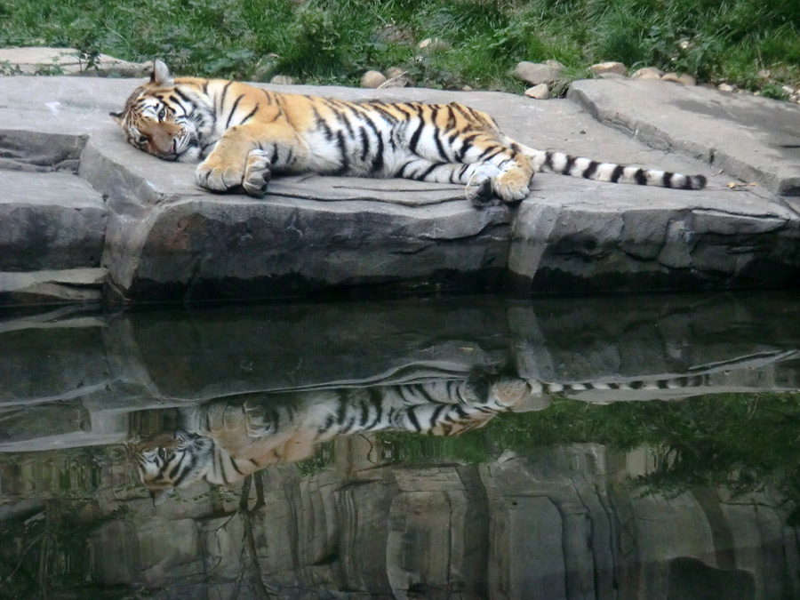 Sibirisches Tiger-Jungtier im Wuppertaler Zoo am 23. September 2013