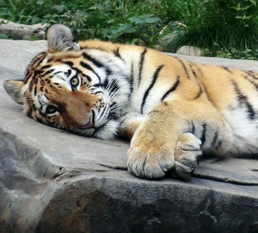Sibirisches Tiger-Jungtier im Zoologischen Garten Wuppertal am 23. September 2013