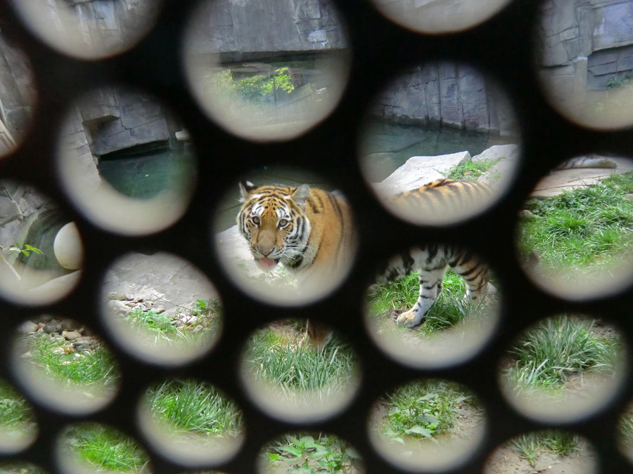 Sibirischer Tiger Jungtier im Wuppertaler Zoo am 23. September 2013