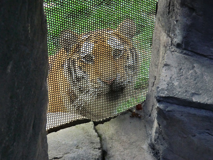 Sibirischer Tiger Jungtier im Zoologischen Garten Wuppertal am 23. September 2013