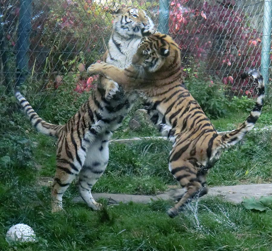 Sibirische Tiger Jungtiere im Zoologischen Garten Wuppertal am 2. Oktober 2013