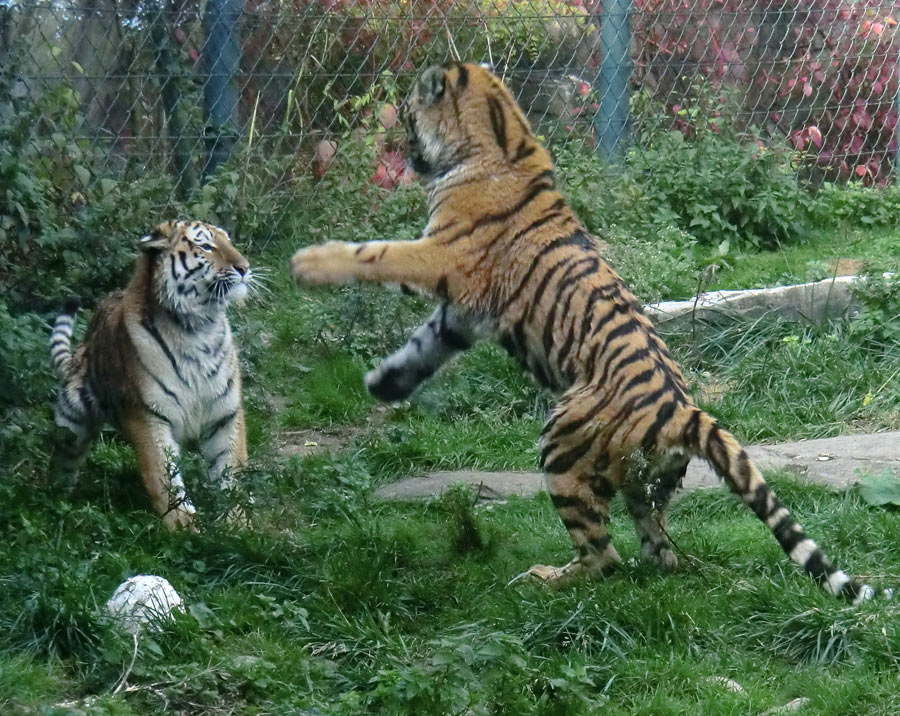 Sibirische Tiger Jungtiere im Zoo Wuppertal am 2. Oktober 2013