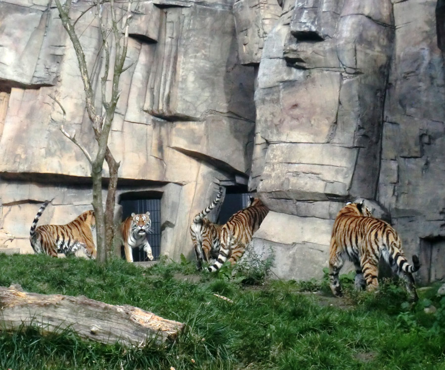 Sibirische Tigerin MYMOZA mit Jungtieren im Wuppertaler Zoo am 2. Oktober 2013