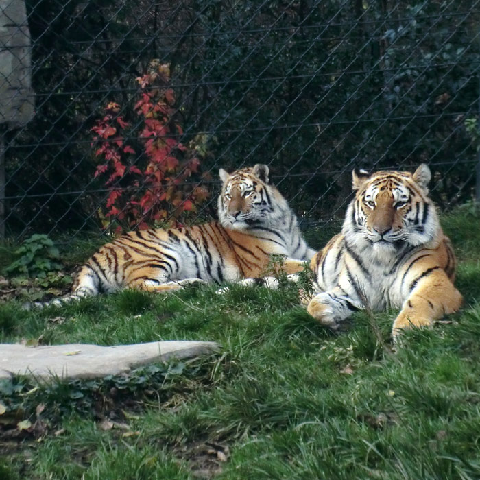 Sibirische Tiger-Jungtiere Saminka und Bagai im Wuppertaler Zoo am 15. November 2013