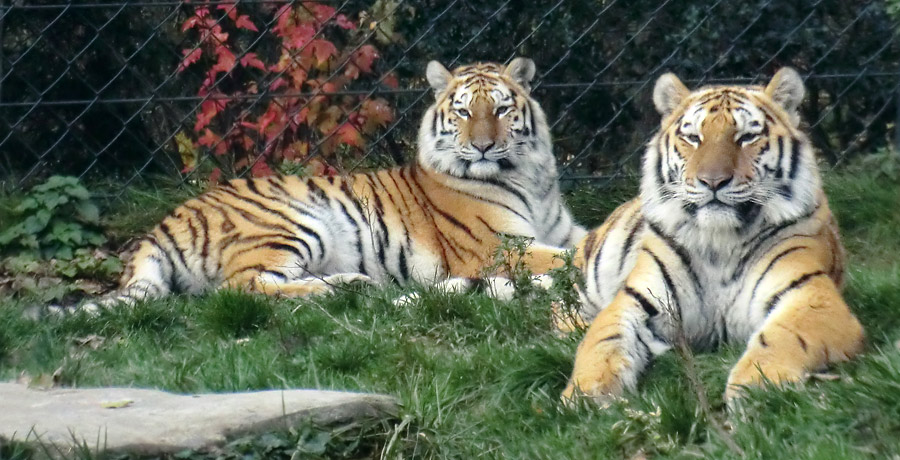 Sibirische Tigerkatze SAMINKA und Tigerkater BAGAI im Zoo Wuppertal am 15. November 2013