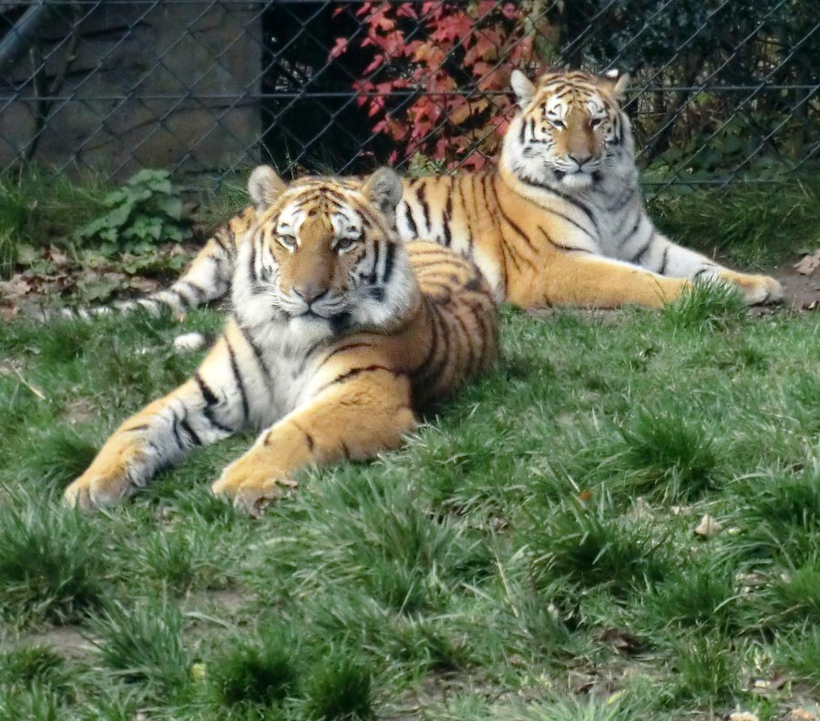 Sibirischer Tigerkater BAGAI und Tigerkatze SAMINKA im Zoologischen Garten Wuppertal am 15. November 2013