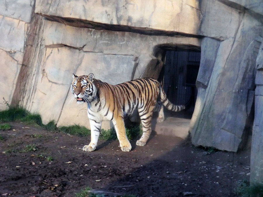Sibirische Tigerin MYMOZA im Zoo Wuppertal am 15. November 2013