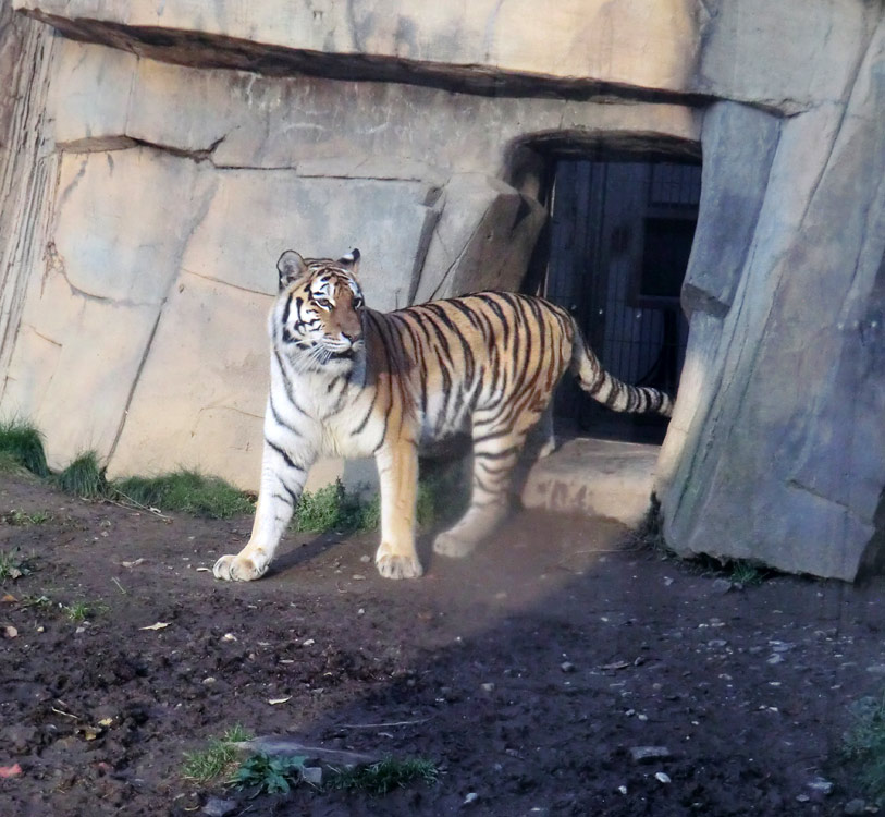 Sibirische Tigerin MYMOZA im Zoologischen Garten Wuppertal am 15. November 2013