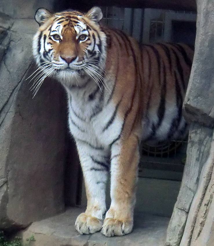 Sibirische Tigerin MYMOZA im Zoo Wuppertal im Januar 2014