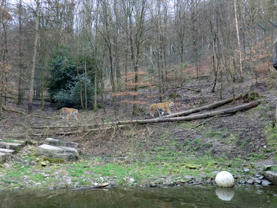 Sibirische Tiger im Zoo Wuppertal im März 2014