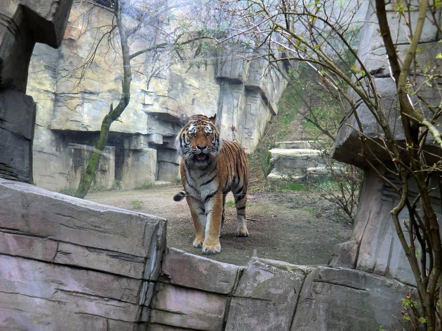 Sibirischer Tigerkater MANDSCHU im Zoo Wuppertal im März 2014