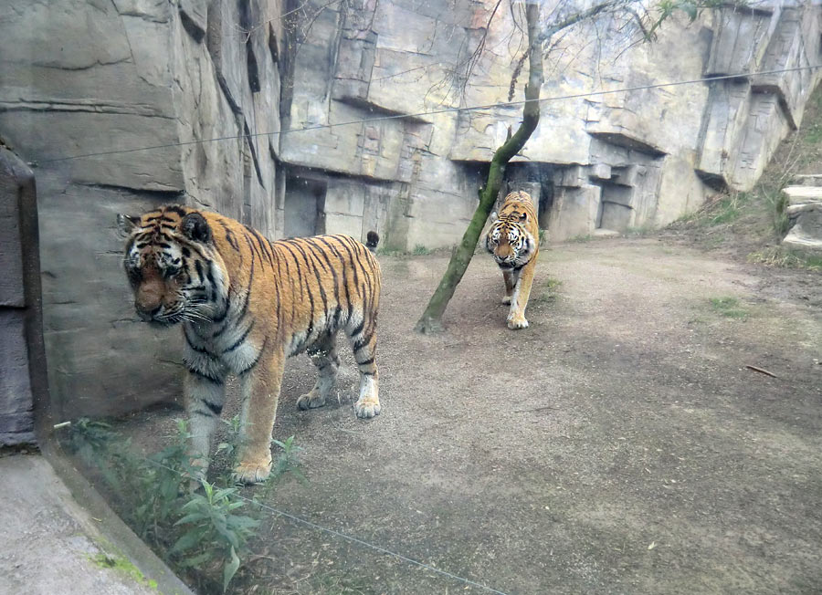 Sibirische Tiger Mandschu und Wassja im Zoologischen Garten Wuppertal im März 2014