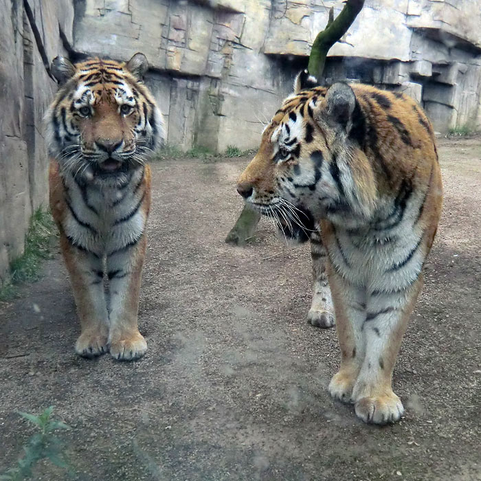 Sibirische Tigerkater MANDSCHU und WASSJA im Wuppertaler Zoo im März 2014
