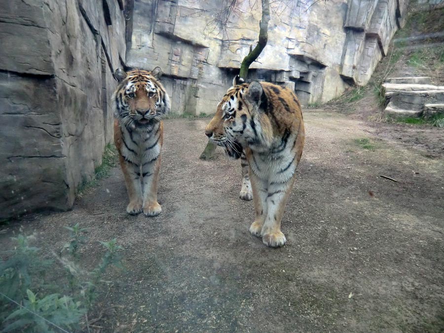 Sibirische Tiger Mandschu und Wassja im Wuppertaler Zoo im März 2014
